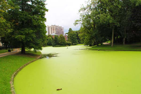 Casos de contaminação de pessoas por cianobactérias