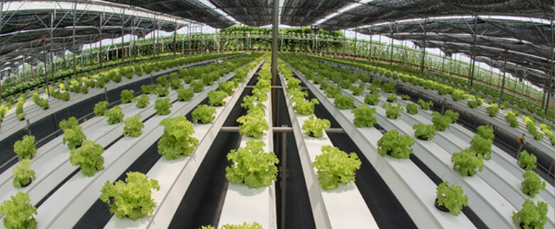 Resultados do uso de ultrassom no tratamento de água de irrigação