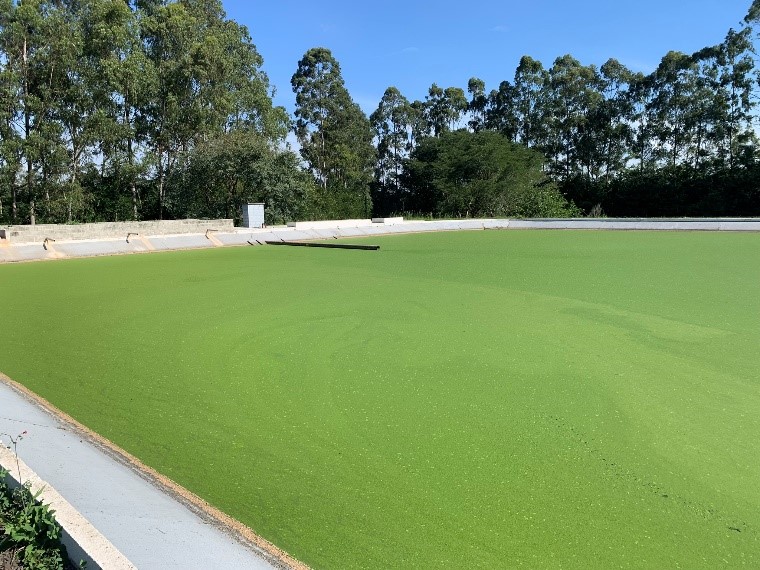 Combatendo a Ameaça Verde Os Danos Causados pelas Algas em Efluentes.